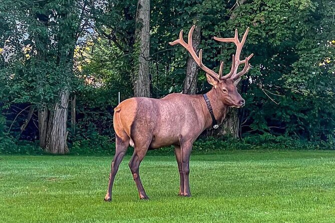 3 - 3.5 HR Smoky Mtn. Cherokee Eco Elk Safari Jeep Adventure - An In-Depth Look at the Smoky Mtn. Cherokee Eco Elk Safari Jeep Adventure