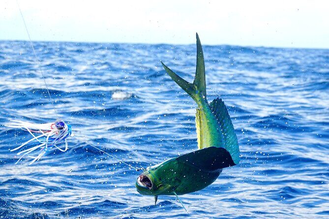 3/4 Day 7 Hour Offshore Fishing Charter - The Sum Up