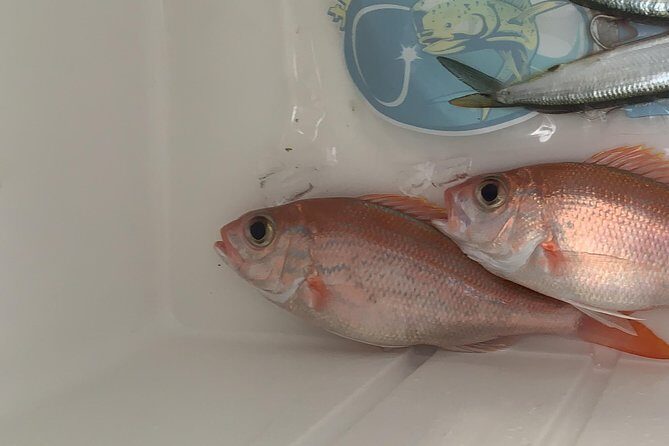 3/4 day deep sea /light tackle fishing - Final Takeaway