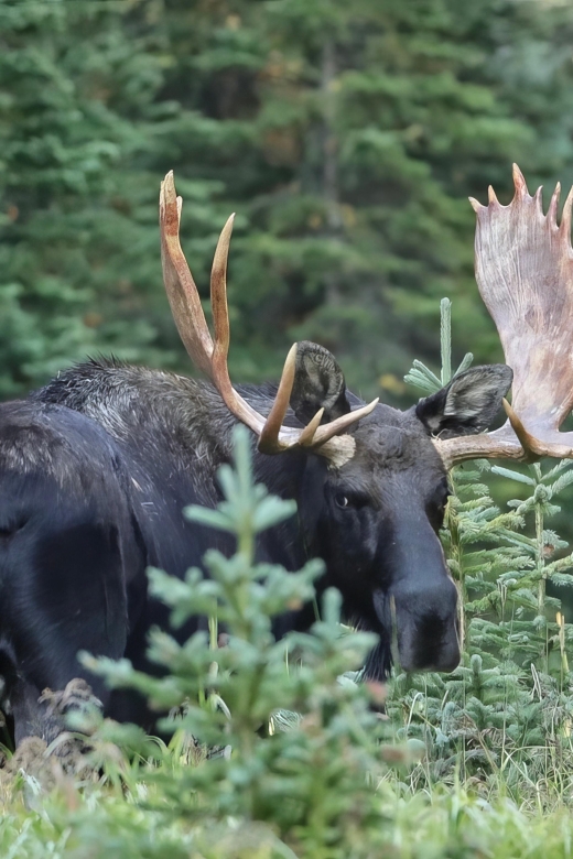 3/4 Day RMNP Mtn to Sky+Bear Lake Rd Tour-RMNPhotographer - Visiting the Alpine Visitor Center