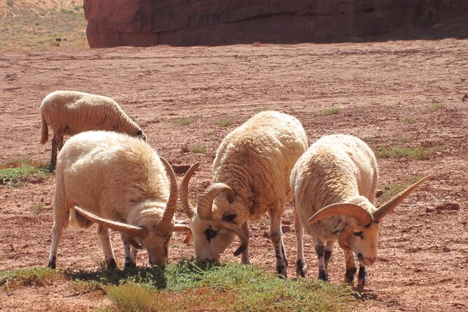 3.5 Hours of Monument Valleys Cultural 4×4 Tour - Practical Tour Information