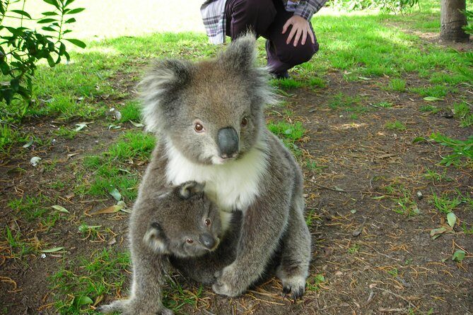 3-Day Adelaide to Melbourne Tour Including the Great Ocean Road - Final Thoughts