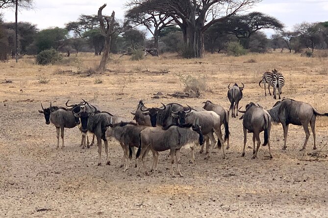 3-Day Adventure Camping Safari to Tarangire, Ngorongoro Crater, and Lake Manyara - Booking Details