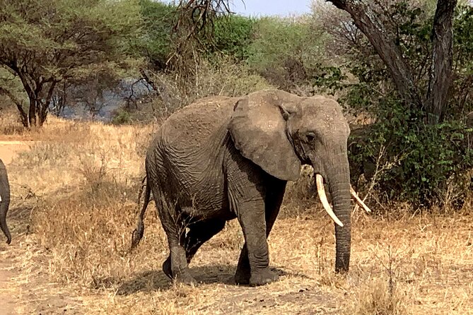 3-Day Adventure Camping Safari to Tarangire, Ngorongoro Crater, and Lake Manyara - Highlights
