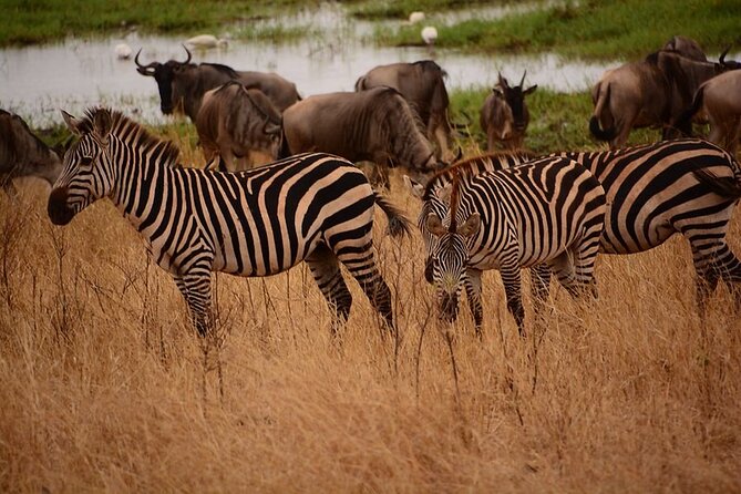 3-Day Camping Safari Tarangire, Lake Manyara & Ngorongoro Crater - Ngorongoro Crater