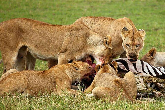 3-Day Camping Safari Tarangire, Lake Manyara & Ngorongoro Crater - What to Expect