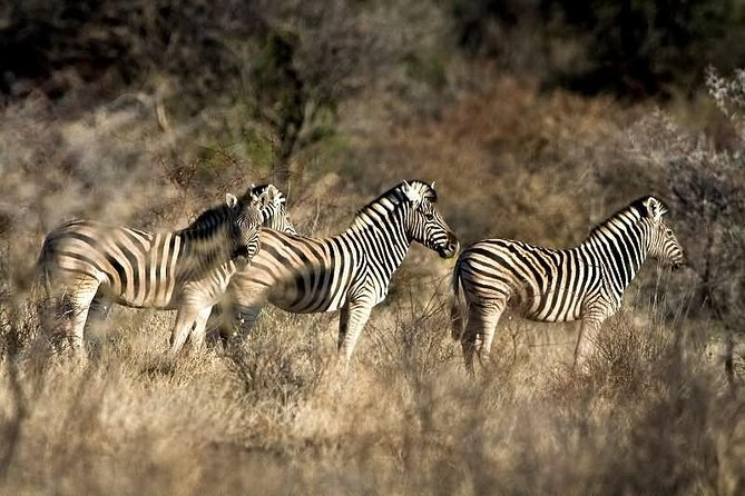 3 Day Camping Tour at Etosha National Park - Optional Activities