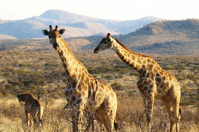 3 Day Camping Tour at Etosha National Park - Reviews and Ratings