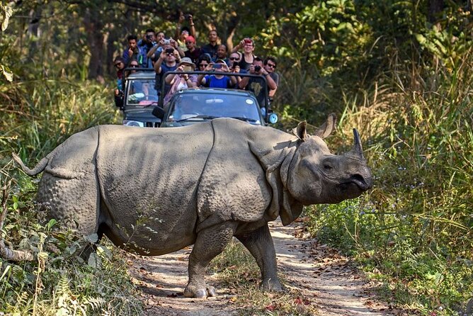 3-Day Chitwan National Park Jungle Safari Tour Package With Pick up - Pickup and Transportation