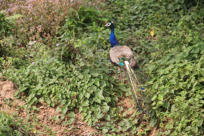 3-Day Chitwan National Park Jungle Safari Tour Package With Pick up - Frequently Asked Questions