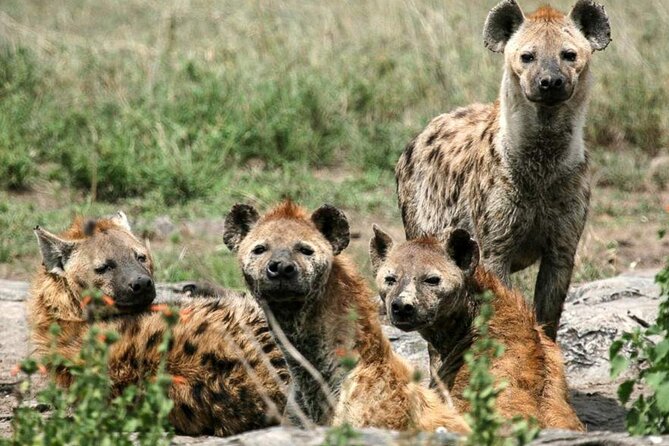 3 Day Classic, Guided Serengeti Safari - Itinerary Highlights