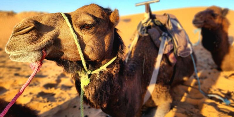 3-Day Desert Adventure: Ouarzazate to Merzouga - Good To Know