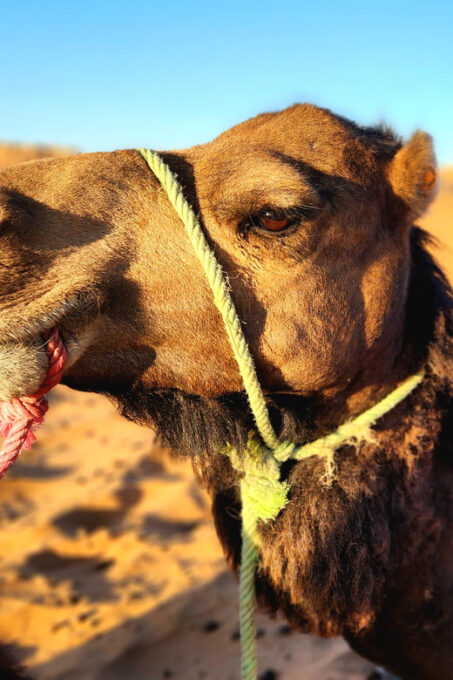 3-Day Desert Adventure: Ouarzazate to Merzouga - Frequently Asked Questions