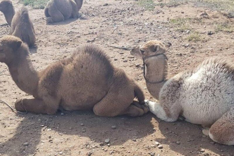 3-Day Desert Excursion From Tangier - Overview and Pricing
