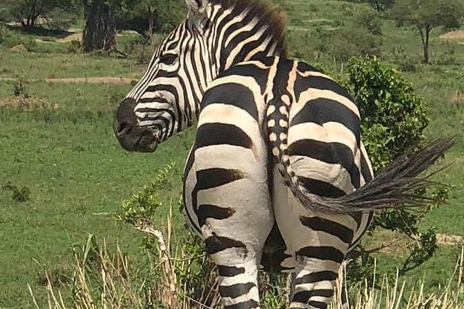 3 Day Essential 4x4 Safari: Manyara, Tarangire & Ngorongoro - What to Expect