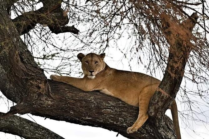 3 Day Essential 4x4 Safari: Manyara, Tarangire & Ngorongoro - Booking and Confirmation