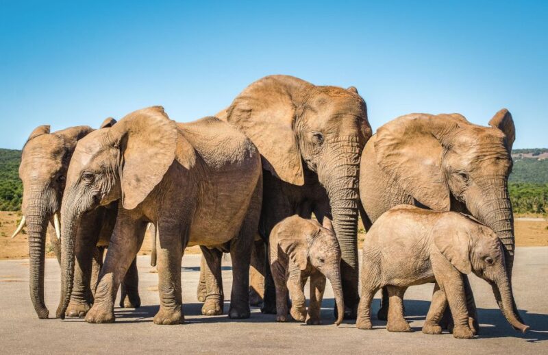3 Day Garden Route All-Inclusive Private Tour From Cape Town - Day 1: Scenic Drive and Game Drive