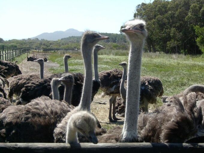 3 Day Garden Route All-Inclusive Private Tour From Cape Town - Included Services