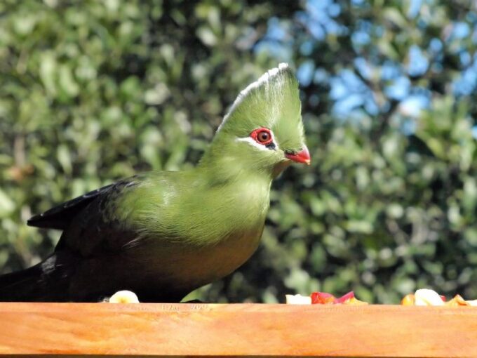 3 Day Garden Route All-Inclusive Private Tour From Cape Town - Additional Experiences