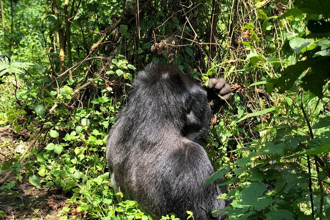 3 Day Gorilla Trekking Luxury Safari in Uganda - Stunning Landscapes