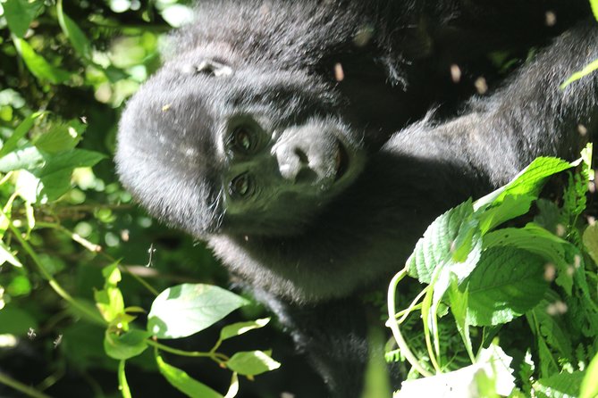 3-Day Gorillas Trekking and Batwa Experience - Booking Information and Tips