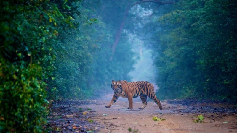 3-Day Jim Corbett National Park Tour - Accommodation and Meals