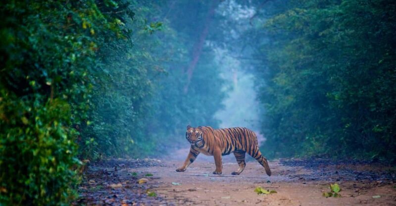3-Day Jim Corbett National Park Tour - Safari Experiences