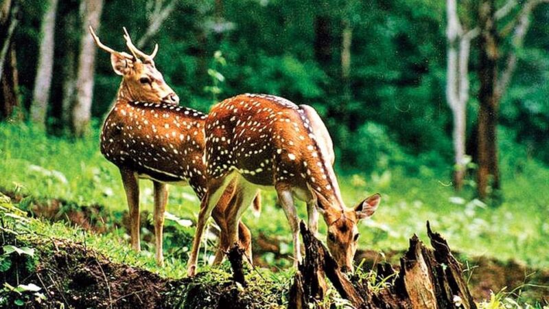 3- Day Jim Corbett National Park Tour - Culinary Experience