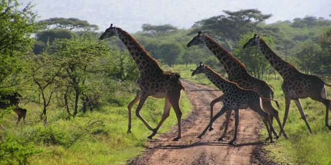3 Day Kruger National Park Private Safari From Johannesburg - Safari Experience Details