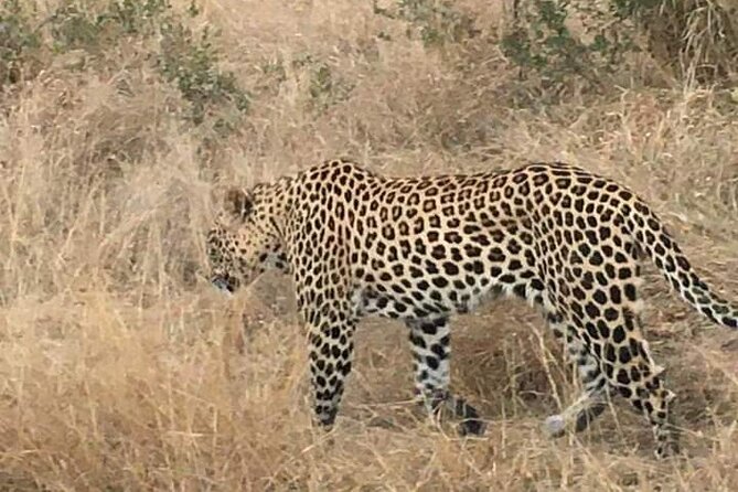 3 Day Kruger National Park Safari & Panorama Route - Wildlife Sightings