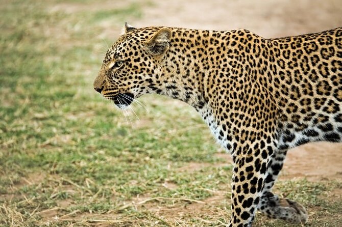 3-Day Maasai Mara Small Group Safari in a 4 X4 Land Cruiser Jeep - Optional Activities