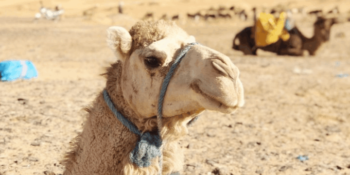 3 Day Marrakech by Desert to Fes - Booking Details and Inclusions