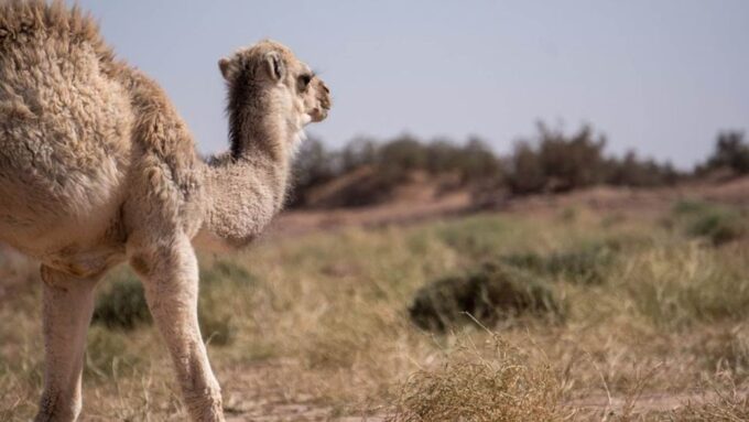 3-Day Marrakech Desert Tour To Erg Chigaga Dunes - Frequently Asked Questions