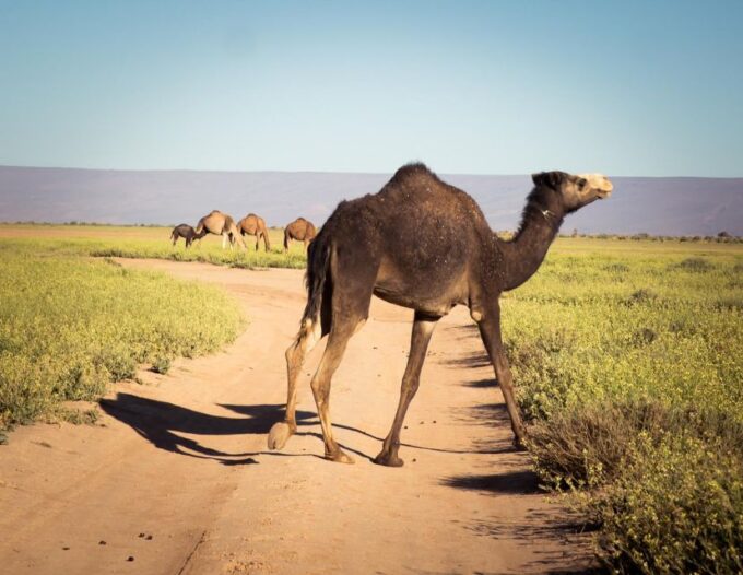 3-Day Marrakech to Erg Chigaga - Frequently Asked Questions