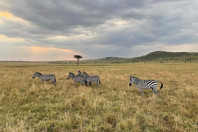 3-Day Masai Mara Group Joining Safari Adventure - Reviews and Ratings