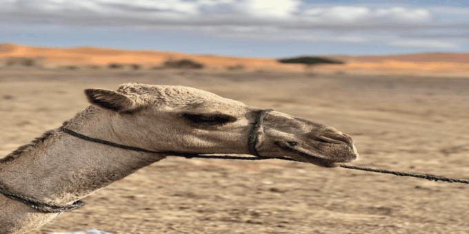 3 Day Merzouga and Sahara Desert Tour - Sunrise at the Great Dune