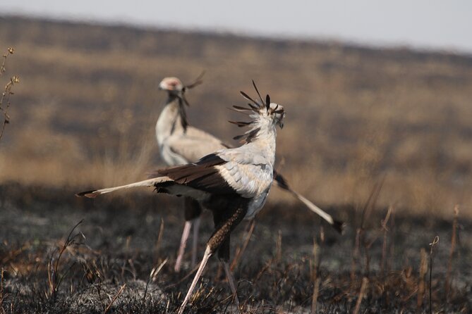 3-Day National Parks Safari From Arusha Including Tarangire - Traveler Experiences