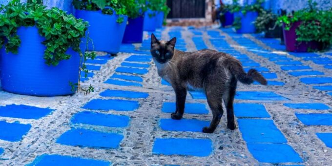 3-Day Private Casablanca Tour to Chefchaouen/Volubilis/Fez - Navigating the Private Tour Experience