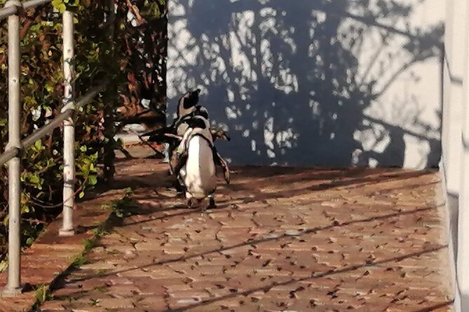 3 Day Private Full Day Cape Town Tour Includes Entries,Peninsula,Wine,City Tour, - Reviews and Ratings