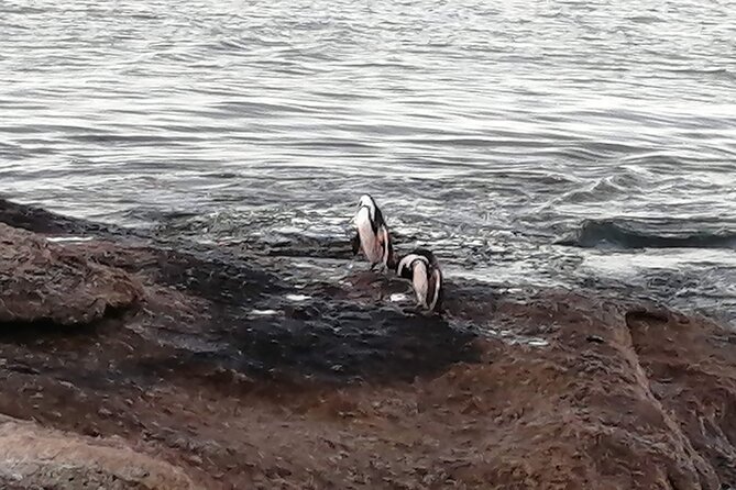 3 Day Private Full Day Cape Town Tour Includes Entries,Peninsula,Wine,City Tour, - Booking Information