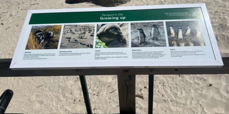 3-Day Private Guided Tour to Cape Towns Top Attractions - Tour Features