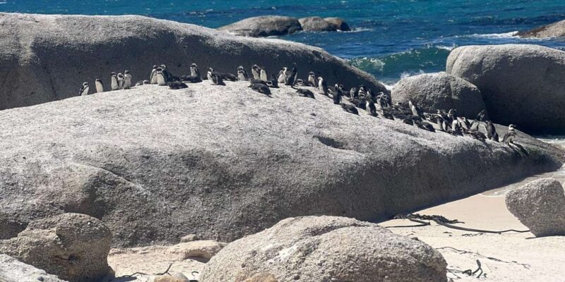 3-Day Private Guided Tour to Cape Towns Top Attractions - Private Transportation