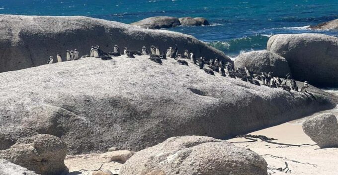 3-Day Private Guided Tour to Cape Towns Top Attractions - Frequently Asked Questions