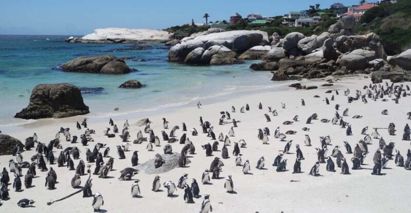 3-Day Private Guided Tour to Cape Towns Top Attractions - Day 1: African Penguins, Cape Point, Cape of Good Hope
