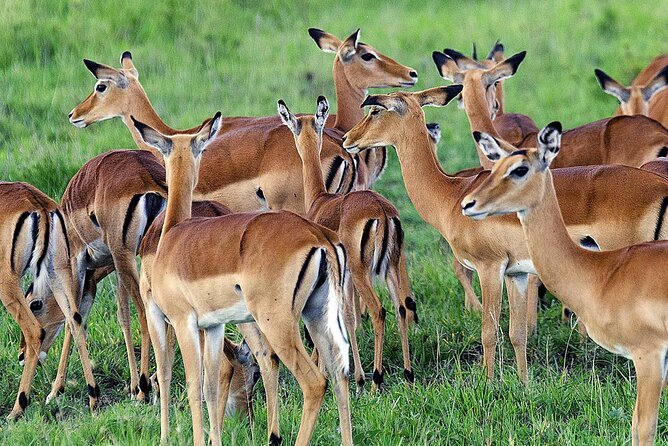 3 Day Private Safari to Murchison Falls National Park With Big Five Experience - About Murchison Falls