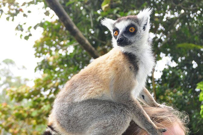 3-Day Private Tour to Andasibe National Park - Health Considerations