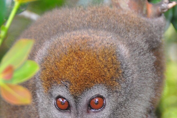 3-Day Private Tour to Andasibe National Park - Customer Testimonials