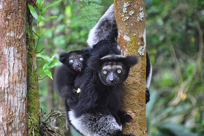 3-Day Private Tour to Andasibe National Park - Frequently Asked Questions