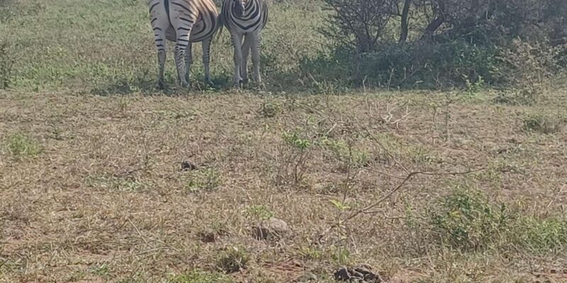 3 Day Safari In Kruger National Park - Included Activities