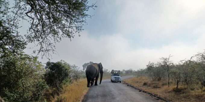 3 Day Safari In Kruger National Park - Accessibility Options